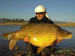 detoate - images-26.jpg